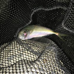 今年も良いスタートです