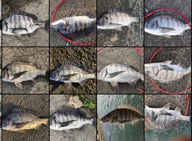 イチノ兄弟、釣果!