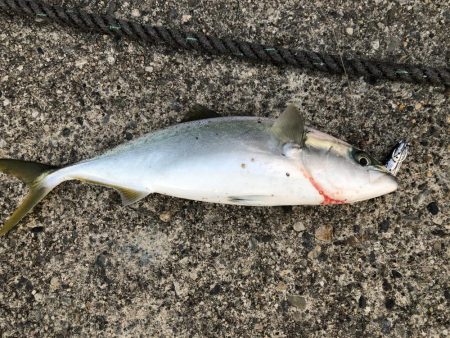 久しぶりの青物