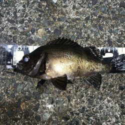 メバルを求めて2020