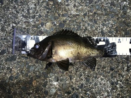 メバルを求めて2020