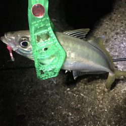 今週末もまた連日の淡路島!土曜日