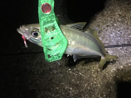 今週末もまた連日の淡路島!土曜日