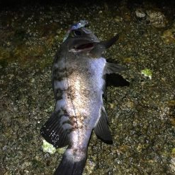 シブシブ メバリング