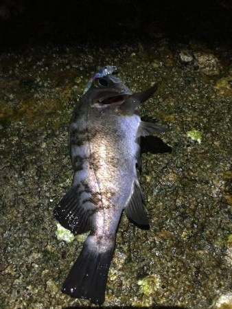 シブシブ メバリング