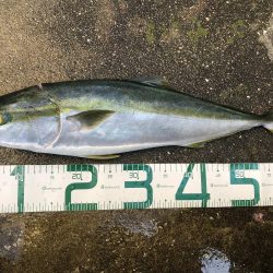 ハマチ？メジロ？