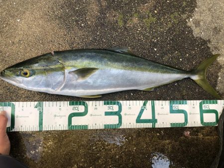 ハマチ？メジロ？