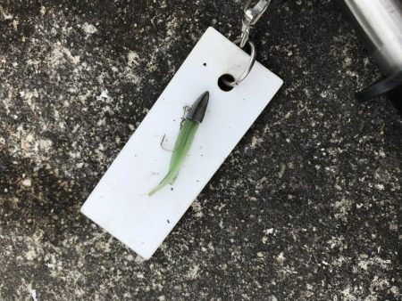 1月22日デーゲーム