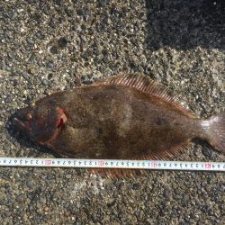 念願のブリゲット