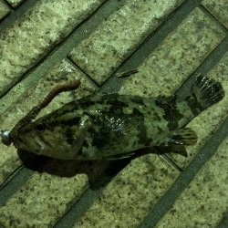 マイクロテンヤ