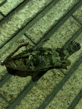 マイクロテンヤ