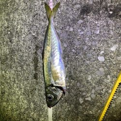 アジングオール