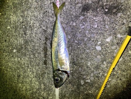 アジングオール