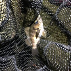 小メバルばかり‥