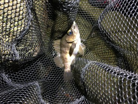 小メバルばかり‥