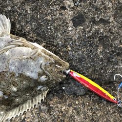 青物狙いでヒラメ！