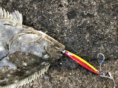 青物狙いでヒラメ！