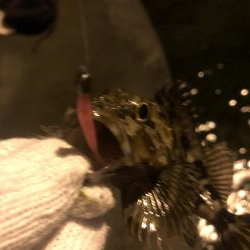 20ちょいのカサゴ2匹