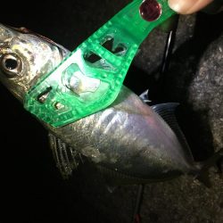 アジまだ居てました！！