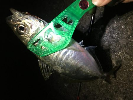 アジまだ居てました！！