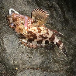 風裏ライトゲーム