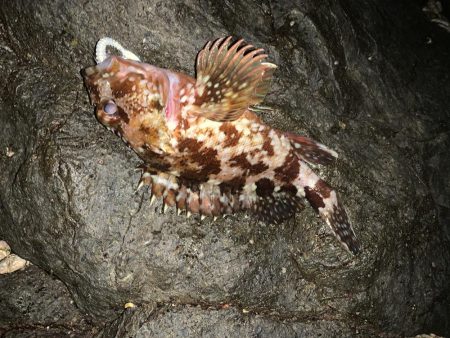 風裏ライトゲーム