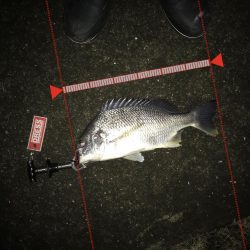 1月15日シェイクでキャッチ