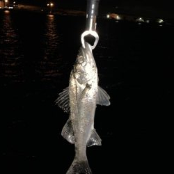 エビ撒き釣りでセイゴ！！！