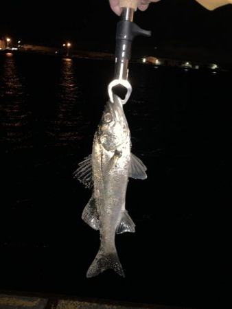 エビ撒き釣りでセイゴ！！！