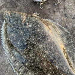 平目と思いきや〜