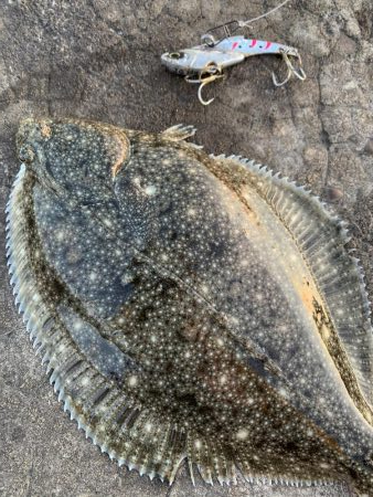 平目と思いきや〜