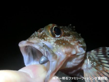 メバルの顔は拝めずガシラの釣果