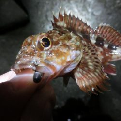 ガシララッシュのちメバル