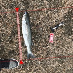 今年の初釣り　1月9日