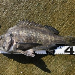 イチノ兄弟、釣果！