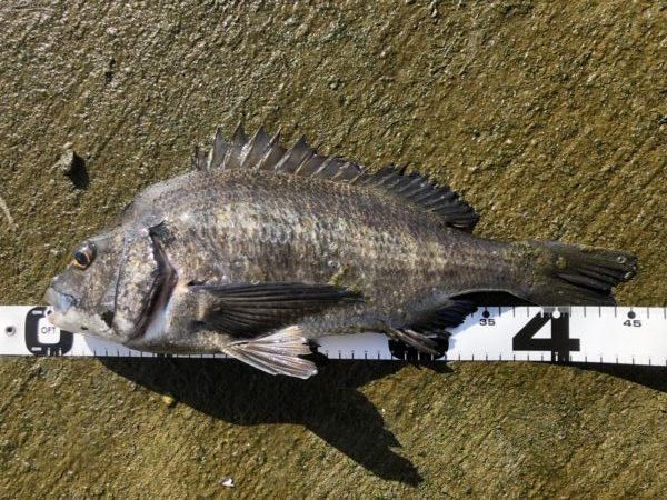 イチノ兄弟、釣果！