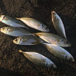 年明けもドラゴン