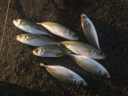 年明けもドラゴン