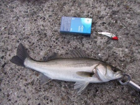 初釣りは、ボラ、コノシロ、チーバス