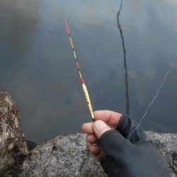 千早川マス釣り場でフライフィッシング