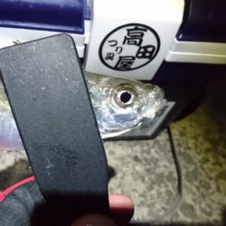 新春アジング！！