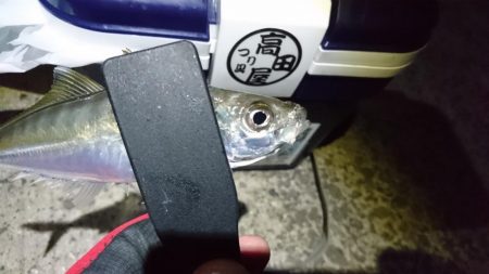 新春アジング！！