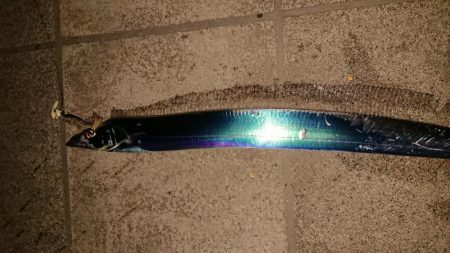 マリーナシティのタチウオ