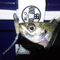 まだまだアジング！！