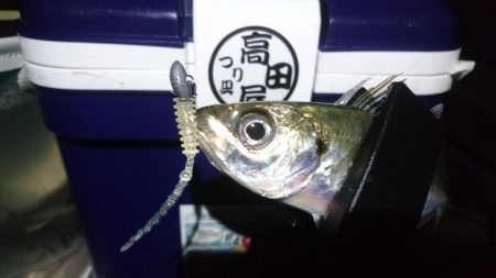 まだまだアジング！！