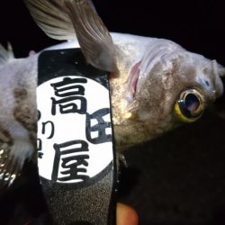 まだいけるアジング！！