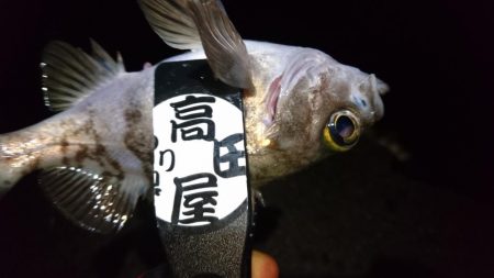 まだいけるアジング！！