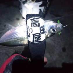 やっぱりアジ！！