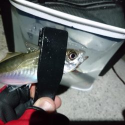 まだまだ釣れるアジ！！
