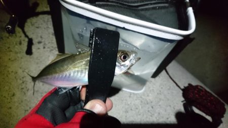 まだまだ釣れるアジ！！